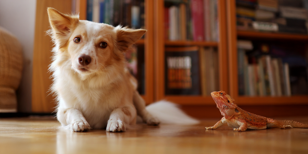A small, fluffy white and tan dog lies on a wooden floor, looking forward, with a small orange bearded dragon lizard sitting nearby. A bookshelf filled with books is visible in the background.